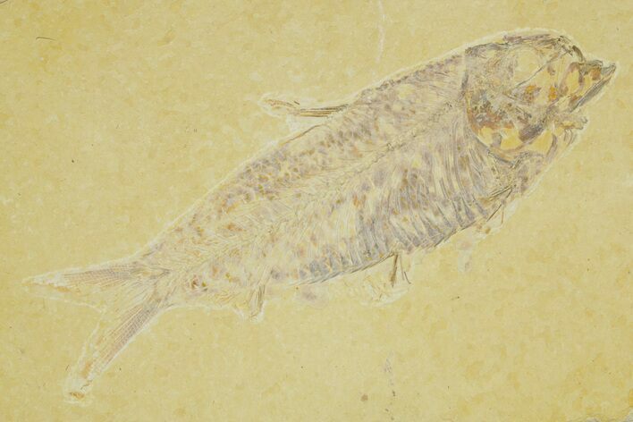 Detailed Fossil Fish (Knightia) - Wyoming #363885